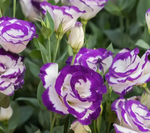 Urocza eustoma w doniczce, z białymi płatkami otoczonymi fioletową obwódką, tworzy piękny bukiet.