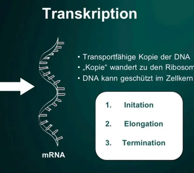 Die Transkription wandelt DNA in mRNA um, ein Schritt der Proteinbiosynthese. Die mRNA-Kopie verlässt den Zellkern zu den Ribosomen.