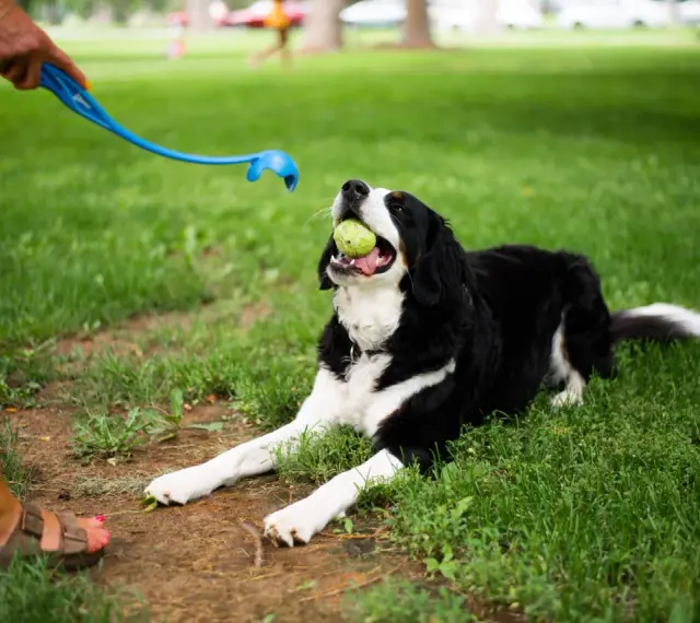 Pies rasy Bernese Mountain Dog z piłką w pysku leży na trawie, czekając na rzut. To świetny moment, by nauczyć psa aportować!