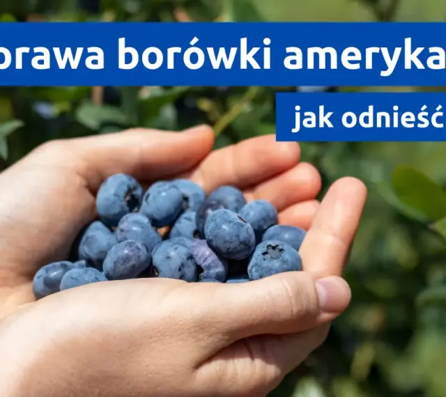 Dłonie pełne borówek amerykańskich, symbol udanej uprawy. Jak osiągnąć sukces w ich hodowli?