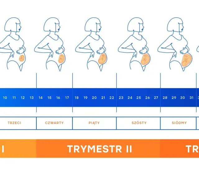 13 tydzień ciąży to początek czwartego miesiąca. Ilustracje pokazują zmiany sylwetki i rozwój dziecka.