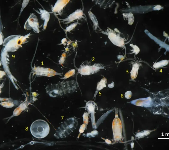 Vielfalt an tierischem Plankton unter dem Mikroskop: Copepoden, Krilllarven und andere winzige Meeresbewohner treiben im Wasser.