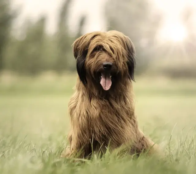 Owczarek francuski briard cena: piękny pies z długą, brązową sierścią siedzi na trawie, z językiem na wierzchu.