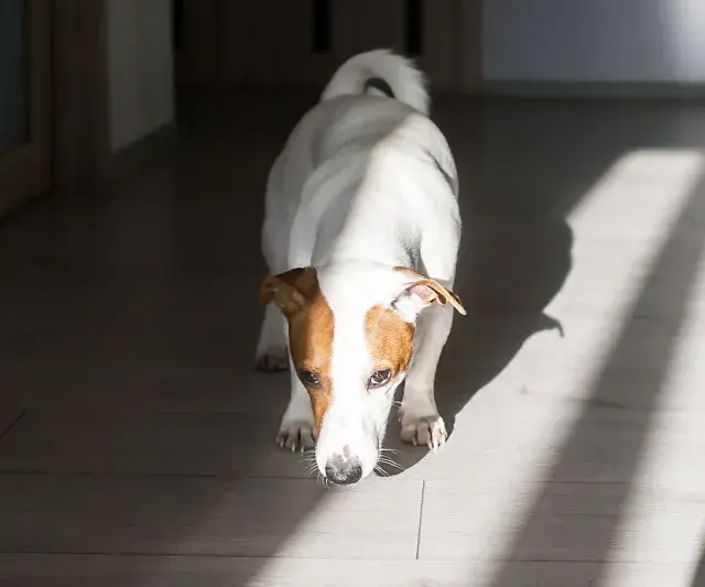 Jack Russell terrier wącha podłogę, jakby szukał czegoś, czego zapachu nie lubią psy.
