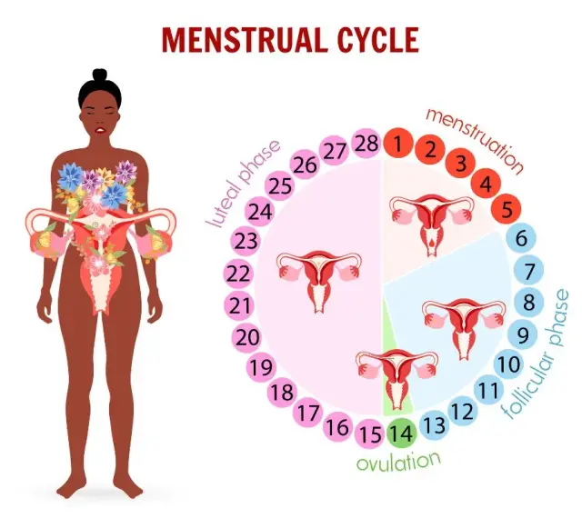 Cykl menstruacyjny: owulacja (dzień 14) to czas, gdy śluz płodny jest najbardziej obfity.