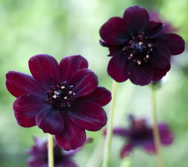 Två mörkröda chokladblommor i kruka med suddig grön bakgrund. Deras sammetslena kronblad och mörka mitt skapar en mystisk känsla.