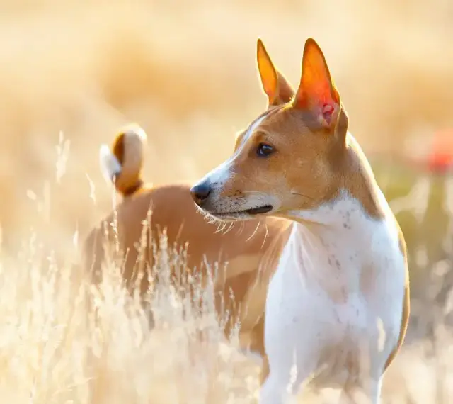 Basenji, jedna z ras pierwotnych psów, w złotym świetle wśród traw.