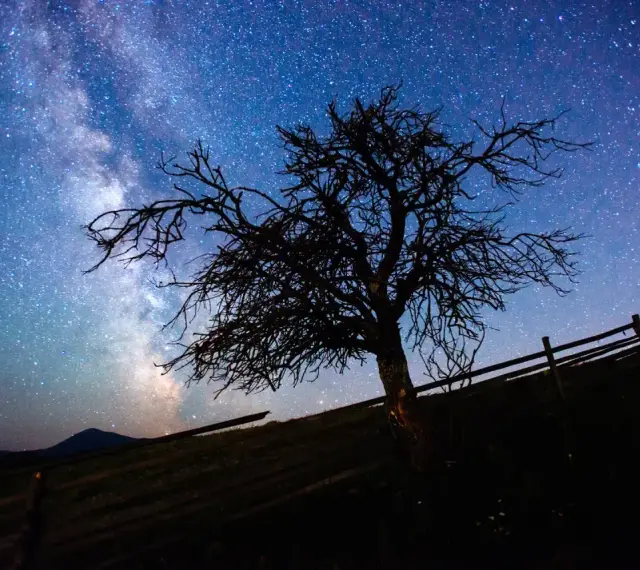 Nocne niebo z Drogą Mleczną nad samotnym drzewem. Dowiedz się, jak zrobić zdjęcie gwiazd telefonem, by uchwycić takie cuda.