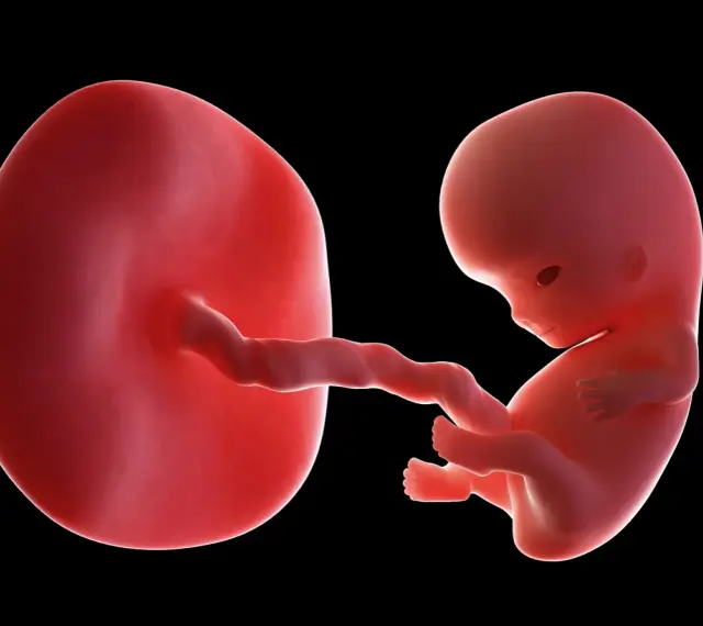 Płód w 9 tygodniu ciąży, który to miesiąc? Rozwija się, czerpiąc życie z pępowiny połączonej z owalnym tworem.