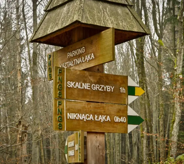 Drewniany drogowskaz w lesie wskazuje trasę do Skalnych Grzybów. Wskazówki prowadzą też na parking i do Niknącej Łąki.