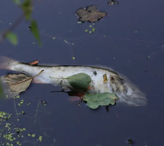 Martwa ryba unosi się na powierzchni wody, przyciągając muchy. To smutny widok śnięcia ryb.