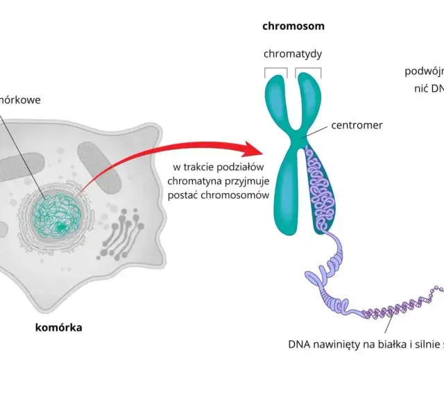 Komórka z jądrem, gdzie chromatyna tworzy chromosomy. Pokazano budowę chromosomu i podwójną nić DNA, kluczowy element każdego genu.