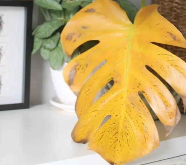 Monstera z żółtymi, plamistymi liśćmi, wskazującymi na choroby liści. Obok ramka z owadami.