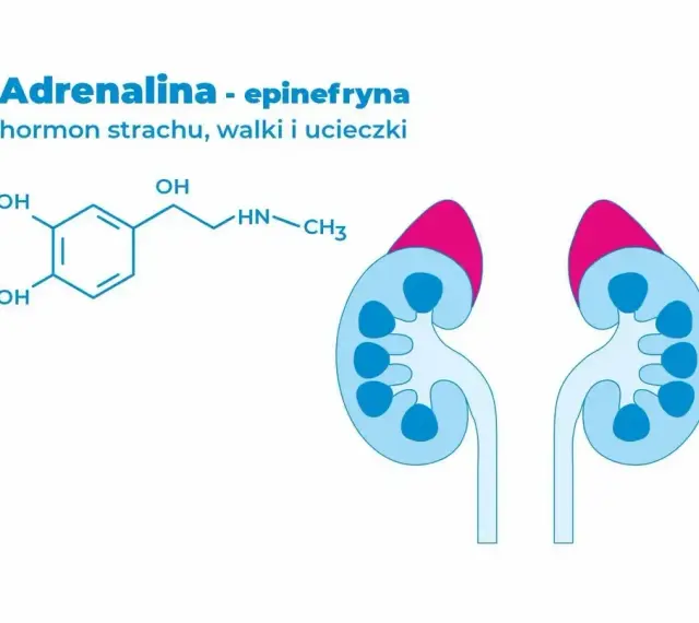 Schemat chemiczny adrenaliny, hormonu wywołującego **adrenalina**, i zarys nerek.