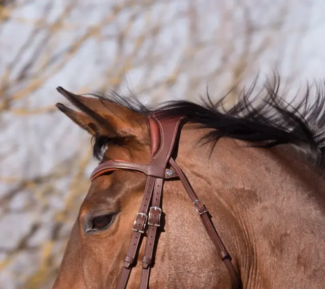 Gros plan sur la tête d'un cheval brun, portant une bride en cuir marron. Sa crinière noire flotte au vent.