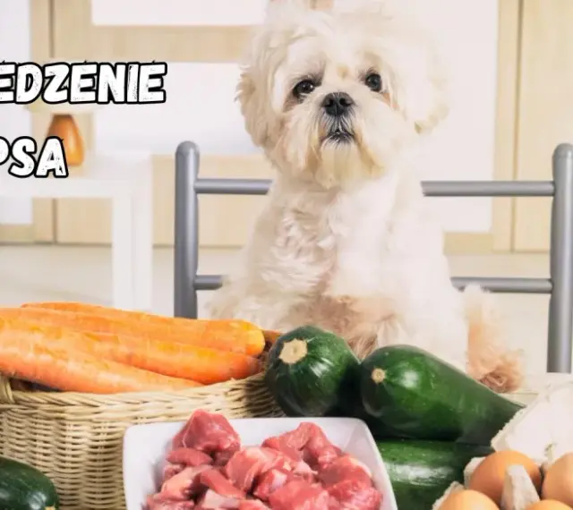 Słodki piesek czeka na pyszne domowe jedzenie dla shih tzu: mięso, marchewki, cukinia i jajka.