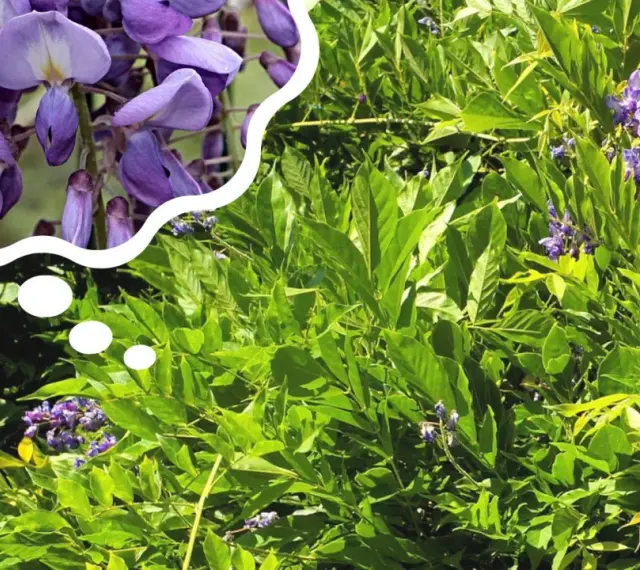 Piękne, fioletowe kwiaty wisterii w chmurce myśli, przypominają o tym, kiedy kwitnie wisteria.