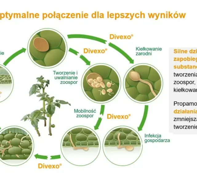 Cykl życia patogenu roślinnego z użyciem proplant. Schemat pokazuje zarodnikowanie, kiełkowanie, infekcję i rozwój grzybni.