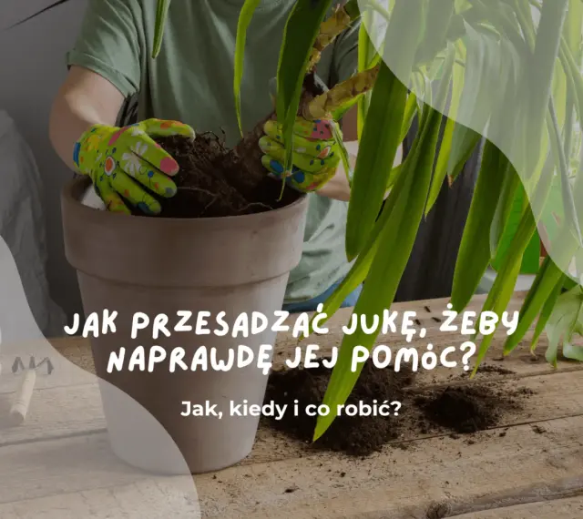 Ręce w rękawiczkach przesadzają jukę do nowej doniczki. Dowiedz się, kiedy przesadzać jukę, by jej pomóc.