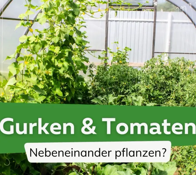 Gurken und Tomaten wachsen üppig nebeneinander in einem Gewächshaus.