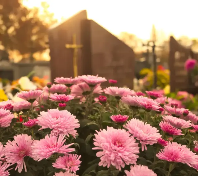 Różowe chryzantemy, piękne kwiaty na cmentarz do ziemi, otaczają nagrobek w jesiennym słońcu.