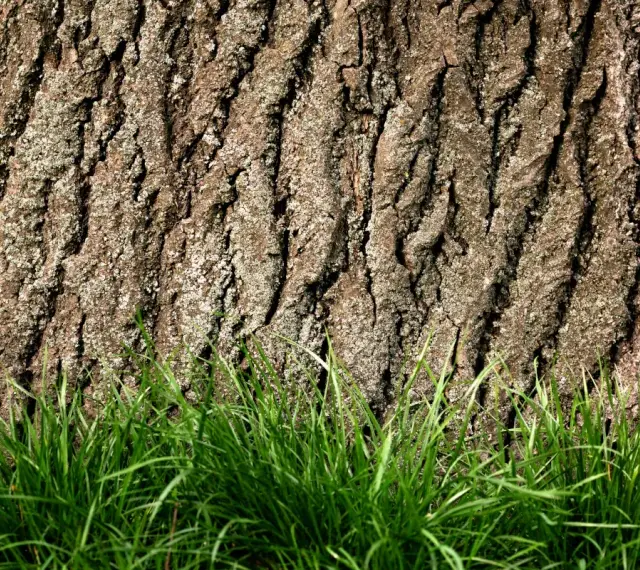 Szorstka kora dębu, jak naturalna apteka, otacza zieloną trawę.