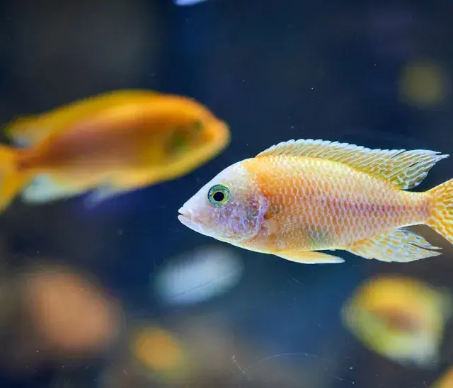 Bunte Fische im Aquarium, ein Beispiel für adaptive Radiation, schwimmen im dunklen Wasser.
