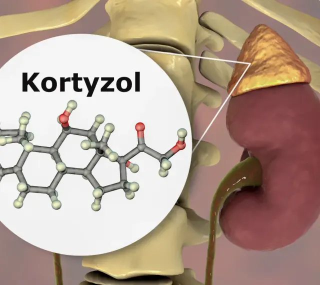 Struktura chemiczna kortyzolu, hormonu stresu, produkowanego przez nadnercza umieszczone na nerkach.