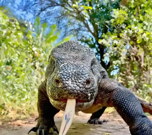 Potężna jaszczurka z komodo wychodzi z gęstwiny, wysuwając swój charakterystyczny, rozwidlony język.