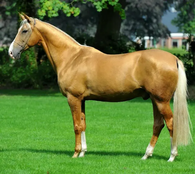 Magnifique cheval doré, digne d'un prix cheval, se tient sur une pelouse verte. Sa crinière et sa queue claires contrastent avec sa robe.