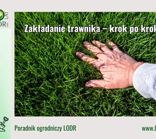 Dłoń dotyka gęstej, zielonej trawy. Poradnik ogrodniczy LODR podpowiada, jak wyrownac trawnik krok po kroku.