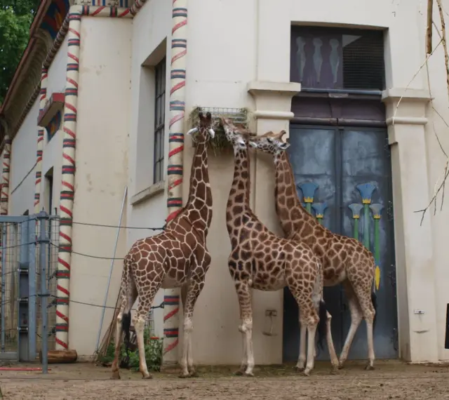 Trzy żyrafy jedzą siano przy budynku w kształcie egipskim. To może być największe zoo w Europie.