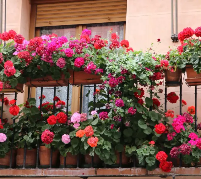 Balkon pełen kwitnących pelargonii w odcieniach czerwieni, różu i fuksji. Kwiaty tworzą barwną kaskadę na tle okna.