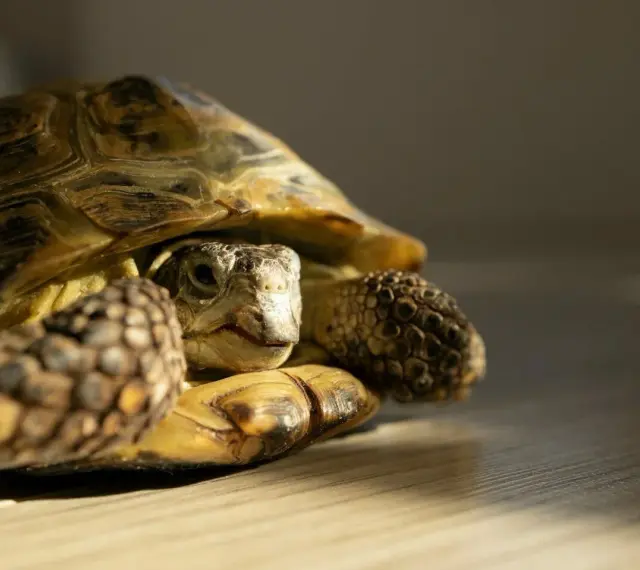 Żółw lądowy, zastanawiający się, ile żyją żółwie, z pancerzem w odcieniach brązu i żółci.