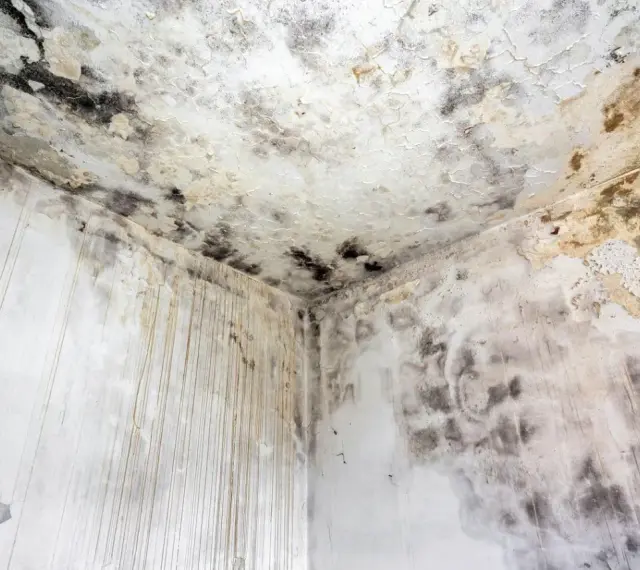 Coin d'une pièce avec moisissures noires et jaunâtres sur le plafond et les murs. Le taux d'humidité de la maison est de 70%, favorisant cette prolifération.