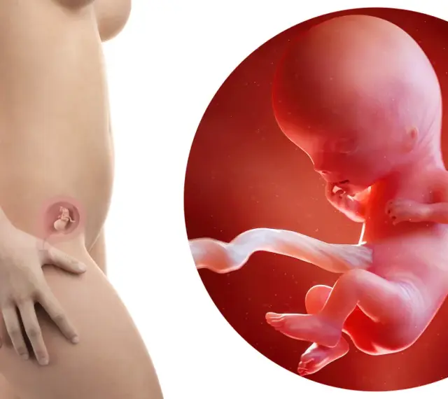 Rozwój dziecka w 2 miesiącu ciąży. Widok płodu w macicy i jego zbliżenie.