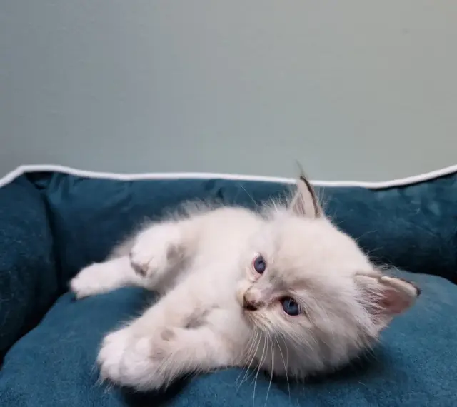 Uroczy kociak rasy ragdoll, jeszcze niewielki, leży na miękkim legowisku.
