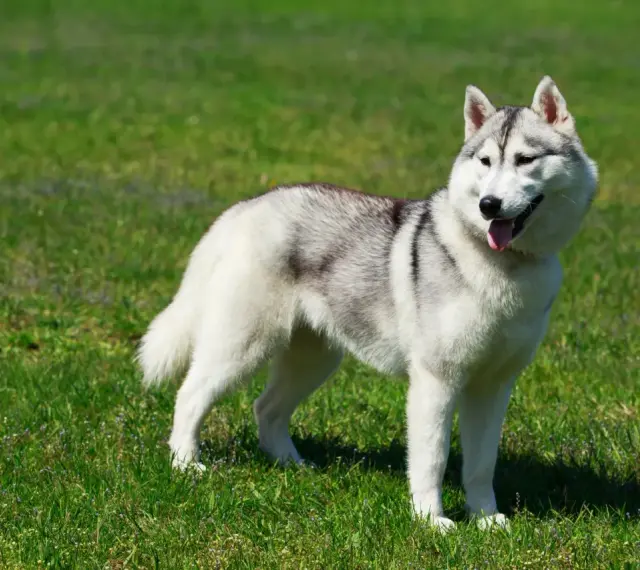 Piękny alaskan malamute na zielonej trawie. Zastanawiasz się nad jego ceną?