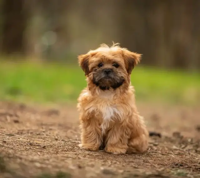 Uroczy shorkie siedzi na leśnej ścieżce, z zaciekawieniem patrząc w obiektyw.