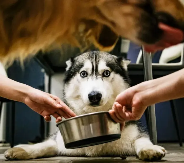 Husky z niebieskimi oczami czeka na jedzenie. Dwie ręce trzymają miskę, a nad nią widać pysk innego psa. Może to smecta dla psa?