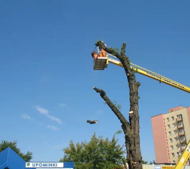 Wycinka drzew z podnośnika. Pracownik w koszu tnie gałęzie. Sprawdź wycinka drzew z podnośnika cennik.