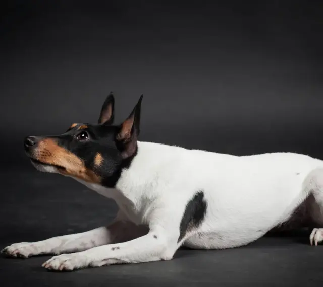 Czarno-biały toy terrier z brązowymi znaczeniami na głowie leży na ciemnym tle, patrząc w górę z zaciekawieniem.