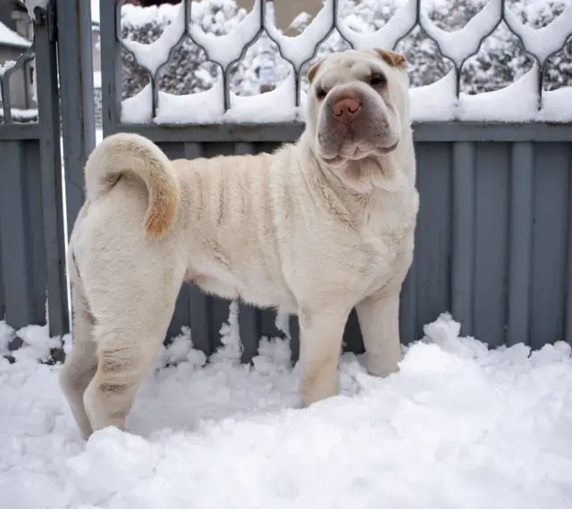 Jasny shar pei długowłosy stoi w śniegu przed metalową bramą.
