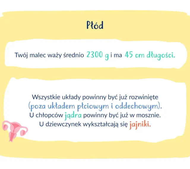 34 tydzień ciąży: płód waży 2300g, ma 45cm. Rozwijają się układy, u chłopców jądra, u dziewczynek jajniki.