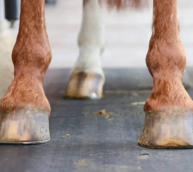Gros plan sur les sabots ferrés d'un cheval. Le fer protège le sabot de l'usure, répondant à la question : a quoi sert de ferrer un cheval.