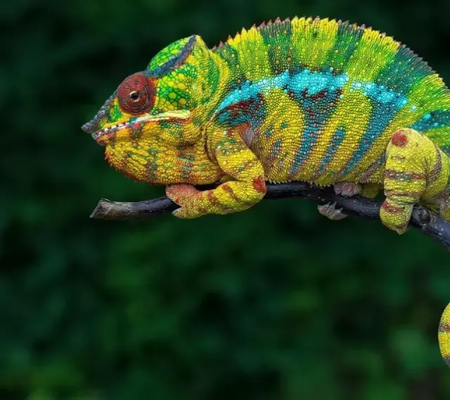 Kolorowy kameleon domowy, z żółto-zielonymi pasami i niebieskimi plamkami, siedzi na gałęzi. Jego ogon jest zwinięty w spiralę.
