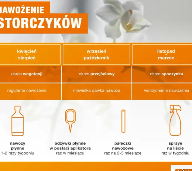 Tabela pokazuje, jak często podlewać storczyki w zależności od pory roku i fazy wzrostu. Odżywki płynne stosuj 1-2 razy tygodniu.