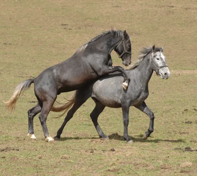 Deux chevaux, l'un noir, l'autre gris, s'accouplent dans un pré. Un cheval sauvage en pleine action.