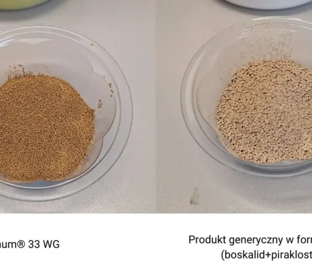 Dwa naczynia z granulatem. Po lewej Signum® 33 WG, po prawej produkt generyczny.