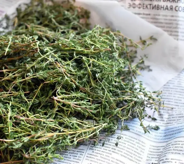Suszone zioła, idealne jako zamiennik czubrycy. Wzbogać swoje dania aromatem!